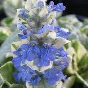 Ajuga reptans 'Silver Queen' (15/04/2013)  added by Shoot)