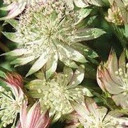 Astrantia major 'Star of Royals' (14/04/2013)  added by Shoot)