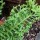 Polypodium cambricum 'Cristatum' (14/04/2013)  added by Shoot)