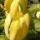 Magnolia acuminata 'Koban Dori' (14/04/2013)  added by Shoot)