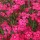 Dianthus deltoides 'Brilliant' (26/04/2013)  added by Shoot)