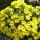 Dionysia aretioides  (26/04/2013)  added by Shoot)