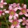 Saxifraga 'Hare Knoll Beauty'  (31/05/2013)  added by Shoot)