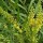 Mahonia eurybracteata subsp. ganpinensis 'Soft Caress' (31/05/2013)  added by Shoot)