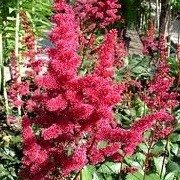 Astilbe 'Red Baron' (31/05/2013)  added by Shoot)