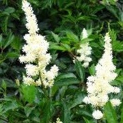 Astilbe 'Snowdrift' (x arendsii) (31/05/2013)  added by Shoot)