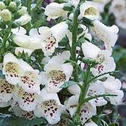 Digitalis purpurea 'Camelot White' (Camelot Series) (31/05/2013)  added by Shoot)