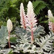 Acanthus 'Whitewater' (20/06/2013)  added by Shoot)
