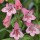  (21/03/2019) Penstemon 'Hidcote Pink' added by Shoot)