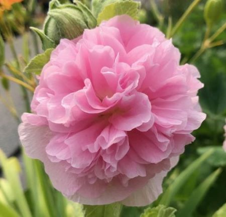 Alcea rosea Chater's Double Group rose-pink flowered