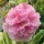  (04/06/2020) Alcea rosea Chater's Double Group rose-pink flowered added by Shoot)