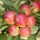Malus domestica 'Idared' (27/08/2013)  added by Shoot)