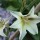 Gladiolus tristis (25/08/2013)  added by Shoot)