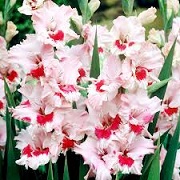 Gladiolus 'That's Love' 