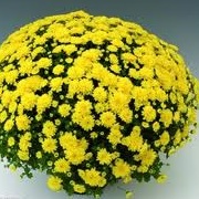 Chrysanthemum 'Branmaya'