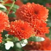 Chrysanthemum 'Branspice'