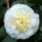Camellia japonica 'Lemon Drop'