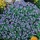 'Blue Ball' has dense cymes of bright bue flowers. Myosotis 'Blue Ball' added by Shoot)