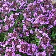 Thymus 'Caborn Wine and Roses'
