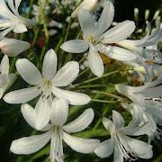 Agapanthus white-flowered, dwarf