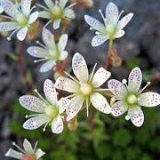 Saxifraga 'Clare' (paniculata) (08/09/2013)  added by Shoot)