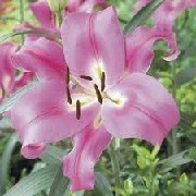 Lilium 'Pink Explosion' (08/09/2013)  added by Shoot)
