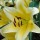 Lilium 'Yellow Rocket' (08/09/2013)  added by Shoot)