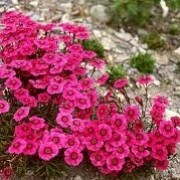 Dianthus Allwoodii Alpinus Group (07/09/2013)  added by Shoot)