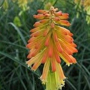 Kniphofia 'Mango Popsicle' (Popsicle Series) (07/09/2013)  added by Shoot)
