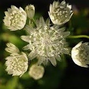 Astrantia 'Superstar' (07/09/2013)  added by Shoot)