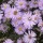Aster laevis 'Arcturus' (07/09/2013)  added by Shoot)