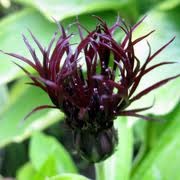 Centaurea montana 'Black Sprite'