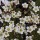 Saxifraga 'Mossy White' (07/09/2013)  added by Shoot)