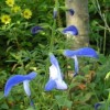 Salvia patens 'Dot's Delight'