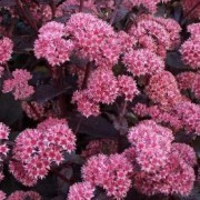 Sedum 'Jose Aubergine' (04/04/2017) Sedum 'Jose Aubergine' added by Shoot)
