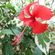 Hibiscus rosa-sinensis 'Cooperi' 