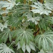 Fatsia japonica 'Spider's Web' (30/09/2013)  added by Shoot)