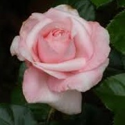 Rosa 'Carole Bouquet'