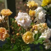 Rosa 'Rose d'Or de Montreux'