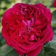 Rosa 'Rouge Royale'