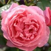 Rosa 'Sweet Parfum de Provence'