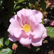 Rosa 'Blueberry Hill'