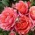 Rosa 'Alexander's Issie' (11/10/2013)  added by Shoot)