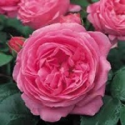 Rosa 'Antique Silk'
