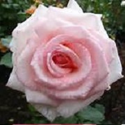 Rosa 'Pearl'