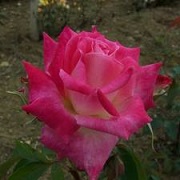 Rosa 'Bella Diana'