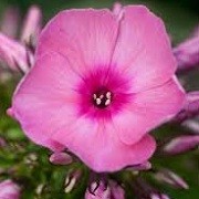 Phlox paniculata 'Pink Flame' (Flame Series) (07/12/2013)  added by Shoot)