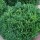 Buxus 'Green Mound' (07/12/2013)  added by Shoot)
