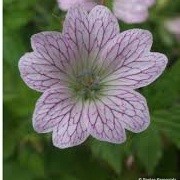 Geranium x oxonianum 'Lace Time' (07/12/2013)  added by Shoot)