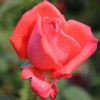 Rosa 'Lady Rose'